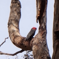 Callocephalon fimbriatum at Cook, ACT - 6 Sep 2022