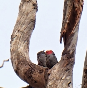 Callocephalon fimbriatum at Cook, ACT - 6 Sep 2022