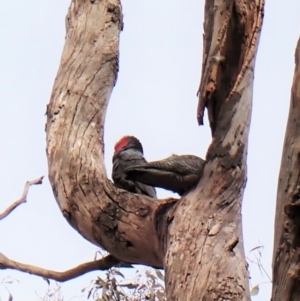 Callocephalon fimbriatum at Cook, ACT - 6 Sep 2022