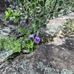 Prostanthera rotundifolia (Round-leaved Mint-Bush) at Laharum, VIC - 3 Sep 2022 by SimoneC