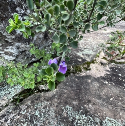 Prostanthera rotundifolia (Round-leaved Mint-Bush) at Laharum, VIC - 3 Sep 2022 by SimoneC