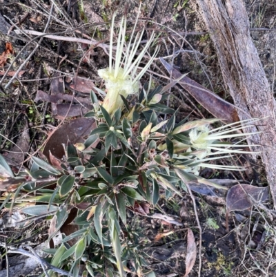 Styphelia adscendens (Golden Heath) at Laharum, VIC - 2 Sep 2022 by SimoneC