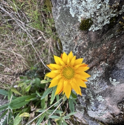 Xerochrysum bracteatum (Golden Everlasting) at Zumsteins, VIC - 4 Sep 2022 by SimoneC