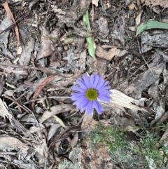 Brachyscome multifida (Cut-leaf Daisy) at Zumsteins, VIC - 4 Sep 2022 by SimoneC