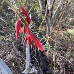 Stenanthera conostephioides (Flame Heath) at Laharum, VIC - 1 Sep 2022 by SimoneC