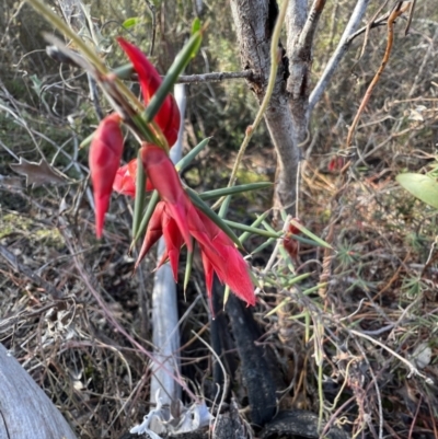 Stenanthera conostephioides (Flame Heath) at Laharum, VIC - 2 Sep 2022 by SimoneC