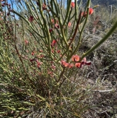 Sphaerolobium minus (Globe-pea) at Laharum, VIC - 2 Sep 2022 by SimoneC