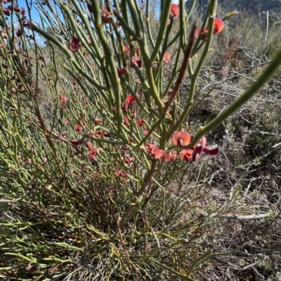 Sphaerolobium minus (Globe-pea) at Laharum, VIC - 2 Sep 2022 by SimoneC