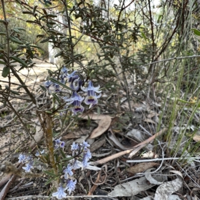 Pigea floribunda (Shrub Violet) at Laharum, VIC - 3 Sep 2022 by SimoneC