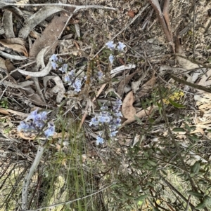 Pigea floribunda at Laharum, VIC - 3 Sep 2022 01:32 PM