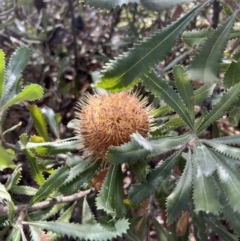 Banksia ornata (Desert Banksia) at Laharum, VIC - 2 Sep 2022 by SimoneC