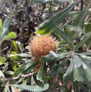Banksia ornata at suppressed - 2 Sep 2022 10:27 AM
