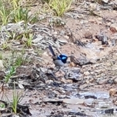 Malurus cyaneus (Superb Fairywren) at Jerrabomberra, ACT - 6 Sep 2022 by Mike