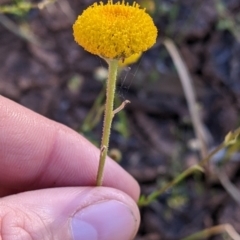 Leiocarpa brevicompta (Flat Billy-buttons, Plains Plover Daisy) at Tibooburra, NSW - 30 Aug 2022 by Darcy