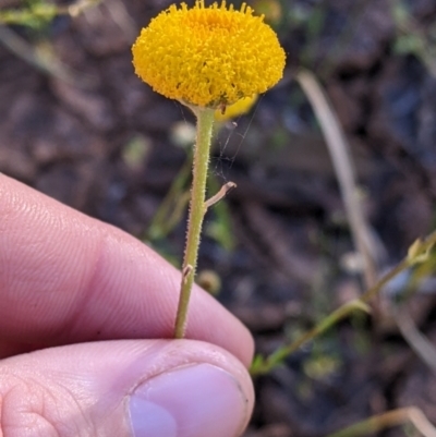 Leiocarpa brevicompta (Flat Billy-buttons, Plains Plover Daisy) at Tibooburra, NSW - 29 Aug 2022 by Darcy