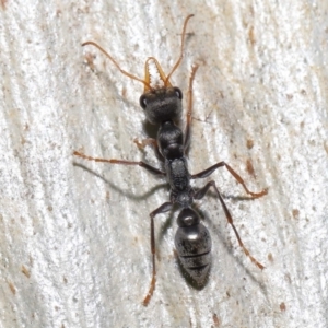 Myrmecia sp., pilosula-group at Acton, ACT - 19 Aug 2022 11:53 AM