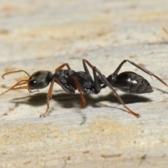 Myrmecia sp., pilosula-group at Acton, ACT - 19 Aug 2022 11:53 AM