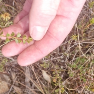 Acacia gunnii at Bungendore, NSW - 28 Aug 2022