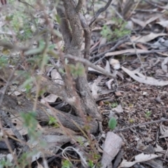 Styphelia fletcheri subsp. brevisepala at Bungendore, NSW - 31 Aug 2022 05:10 PM