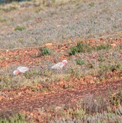 Eolophus roseicapilla (Galah) at Tibooburra, NSW - 29 Aug 2022 by Darcy