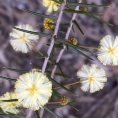 Acacia ulicifolia (Prickly Moses) at Jerrabomberra, NSW - 6 Sep 2022 by Steve_Bok