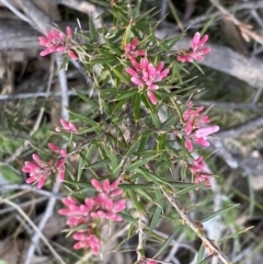 Lissanthe strigosa subsp. subulata (Peach Heath) at Mount Jerrabomberra - 6 Sep 2022 by Steve_Bok