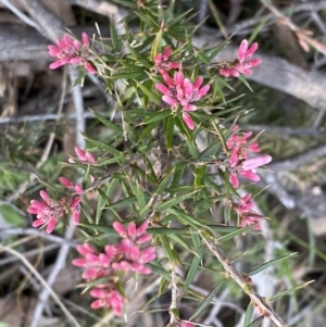 Lissanthe strigosa subsp. subulata at Jerrabomberra, NSW - 6 Sep 2022