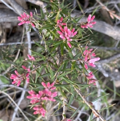 Lissanthe strigosa subsp. subulata (Peach Heath) at Jerrabomberra, NSW - 6 Sep 2022 by Steve_Bok