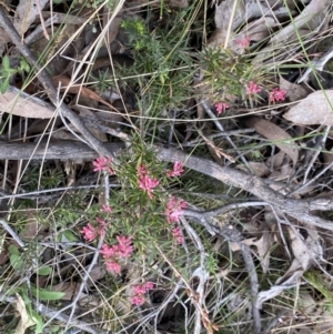 Lissanthe strigosa subsp. subulata at Jerrabomberra, NSW - 6 Sep 2022