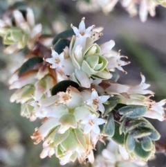 Brachyloma daphnoides (Daphne Heath) at Mount Jerrabomberra - 6 Sep 2022 by Steve_Bok