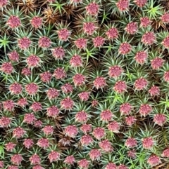 Polytrichaceae at Mount Jerrabomberra - 6 Sep 2022 by Steve_Bok