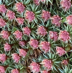 Polytrichaceae at Jerrabomberra, NSW - 6 Sep 2022