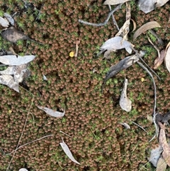 Polytrichaceae at Jerrabomberra, NSW - 6 Sep 2022