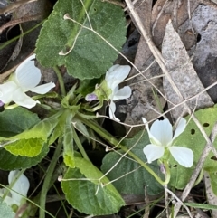 Viola odorata (Sweet Violet, Common Violet) at Jerrabomberra, NSW - 6 Sep 2022 by SteveBorkowskis