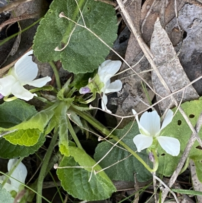 Viola odorata (Sweet Violet, Common Violet) at Jerrabomberra, NSW - 6 Sep 2022 by SteveBorkowskis