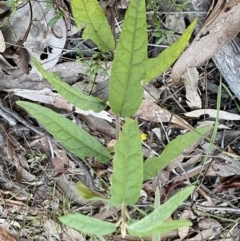 Olearia lirata (Snowy Daisybush) at Mount Jerrabomberra QP - 6 Sep 2022 by Steve_Bok