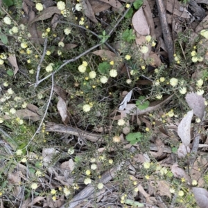 Acacia gunnii at Jerrabomberra, NSW - 6 Sep 2022