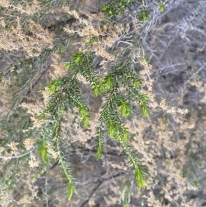 Cassinia sifton at Jerrabomberra, NSW - 6 Sep 2022