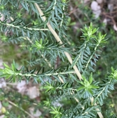 Cassinia aculeata subsp. aculeata at Jerrabomberra, NSW - 6 Sep 2022