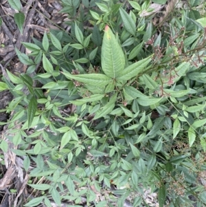 Nandina domestica at Jerrabomberra, NSW - 6 Sep 2022