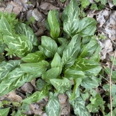 Arum italicum at Jerrabomberra, NSW - 6 Sep 2022