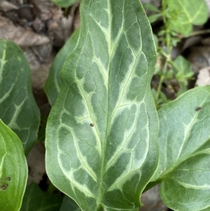 Arum italicum at Jerrabomberra, NSW - 6 Sep 2022