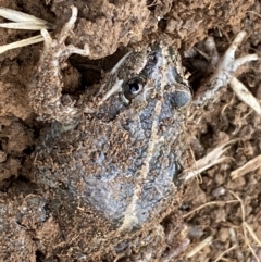 Limnodynastes tasmaniensis (Spotted Grass Frog) at Fyshwick, ACT - 6 Sep 2022 by SteveBorkowskis