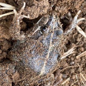 Limnodynastes tasmaniensis at Fyshwick, ACT - 6 Sep 2022 11:29 AM