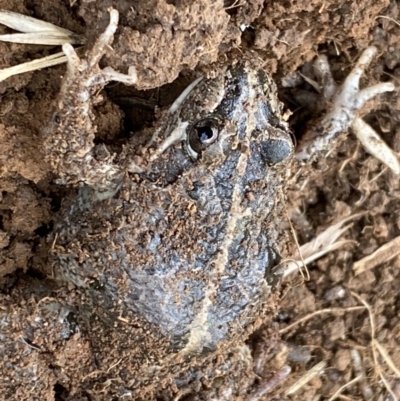 Limnodynastes tasmaniensis (Spotted Grass Frog) at Fyshwick, ACT - 6 Sep 2022 by SteveBorkowskis