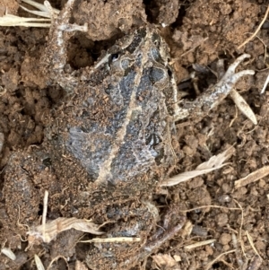 Limnodynastes tasmaniensis at Fyshwick, ACT - 6 Sep 2022 11:29 AM