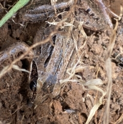 Limnodynastes peronii (Brown-striped Frog) at Jerrabomberra Wetlands - 6 Sep 2022 by SteveBorkowskis