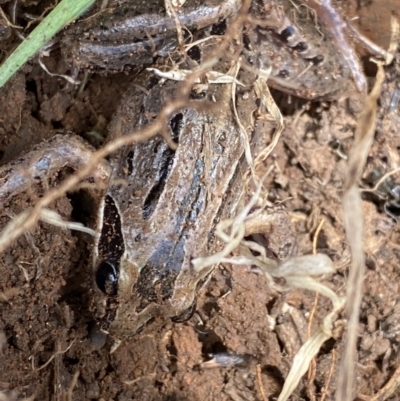 Limnodynastes peronii (Brown-striped Frog) at Jerrabomberra Wetlands - 6 Sep 2022 by Steve_Bok