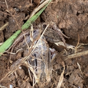 Limnodynastes peronii at Fyshwick, ACT - 6 Sep 2022 11:53 AM