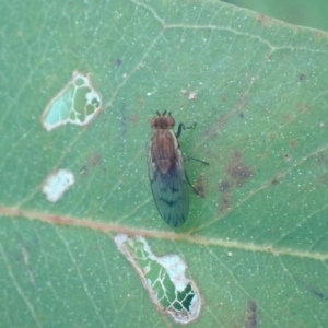 Lauxaniidae (family) at Murrumbateman, NSW - 6 Sep 2022 11:17 AM